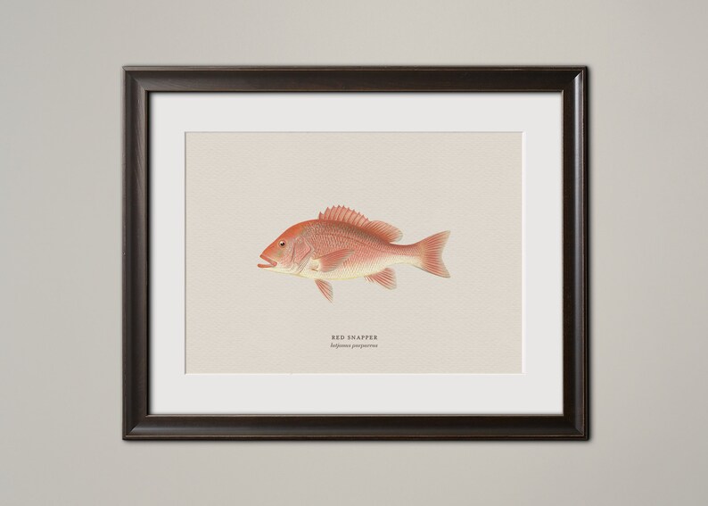 Vintage Animal Saltwater Fish Wall Art, Vintage Finish Sea Bass Snapper Grouper Nautical Underwater Beach House Decoration Fisherman Gift Red Snapper