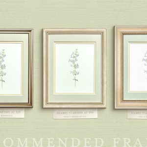 May include: Three different gold picture frames with a watercolor painting of a blue flower inside. The frames have a decorative border and the text "FRAMES STARTING AT $25", "FRAMES STARTING AT $50", and "FRAMES STARTING AT $65" are below each frame.