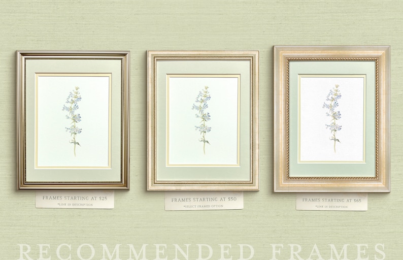 May include: Three different gold picture frames with a watercolor painting of a blue flower inside. The frames have a decorative border and the text "FRAMES STARTING AT $25", "FRAMES STARTING AT $50", and "FRAMES STARTING AT $65" are below each frame.