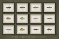 Unique Antique Animal Art Prints and Freshwater Fish Paintings - Perfect for a Vintage Rustic Look