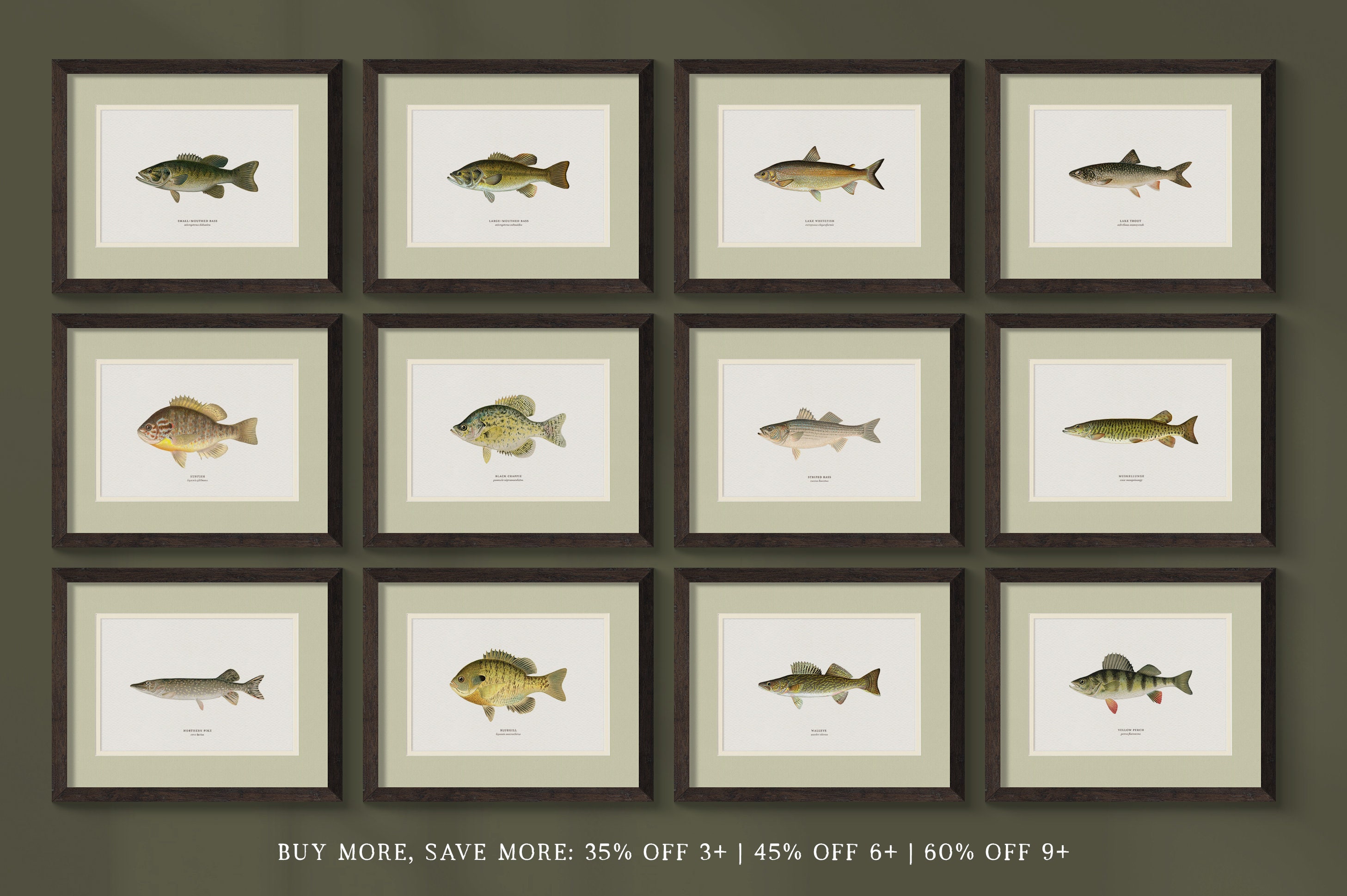 Unique Antique Animal Art Prints and Freshwater Fish Paintings - Perfect for a Vintage Rustic Look