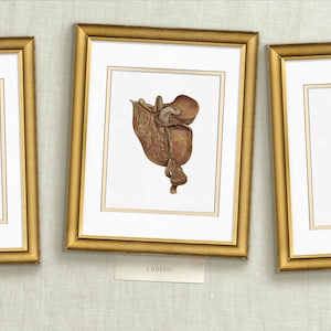 three framed pictures of different types of clothing hanging on a wall
