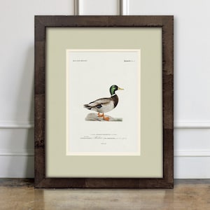 Original Hunting Art – Choose from 18 Waterfowl, Game Bird, & Deer Hunting Illustrations