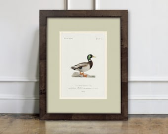 Vintage Duck Art Prints – Choose from 9 Antique Waterfowl Illustrations, Lake House & Cabin Wall Art, Gift for Hunter