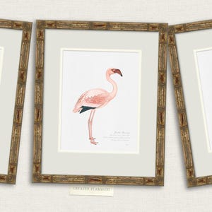 Vintage Sea Bird Prints, Coastal Art, Beach House Decor, Sea Gull Art ...