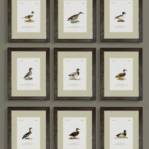 Vintage Duck Illustrations - Rustic Wall Art for Lake House - Choose from 9 Ducks - Gift for Hunter