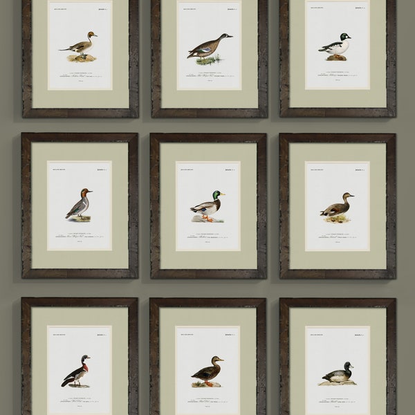 Vintage Duck Illustrations - Rustic Wall Art for Lake House - Choose from 9 Ducks - Gift for Hunter