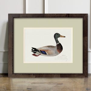 Antike Enten-Malerei auf italienischem Aquarellpapier im Wurzelholzrahmen