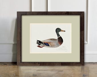 Antique Duck Art – Italian Watercolor Paper in a Burl Wood Frame, Rustic Hunting Decor