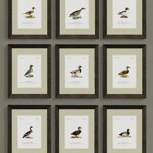 Vintage Enten-Kunstdruck für Jungenzimmer, antike Tierkunst für Bürodekor, Entenlager Rustikale Entenwandkunst für Haus am See oder Hütte Bild 3