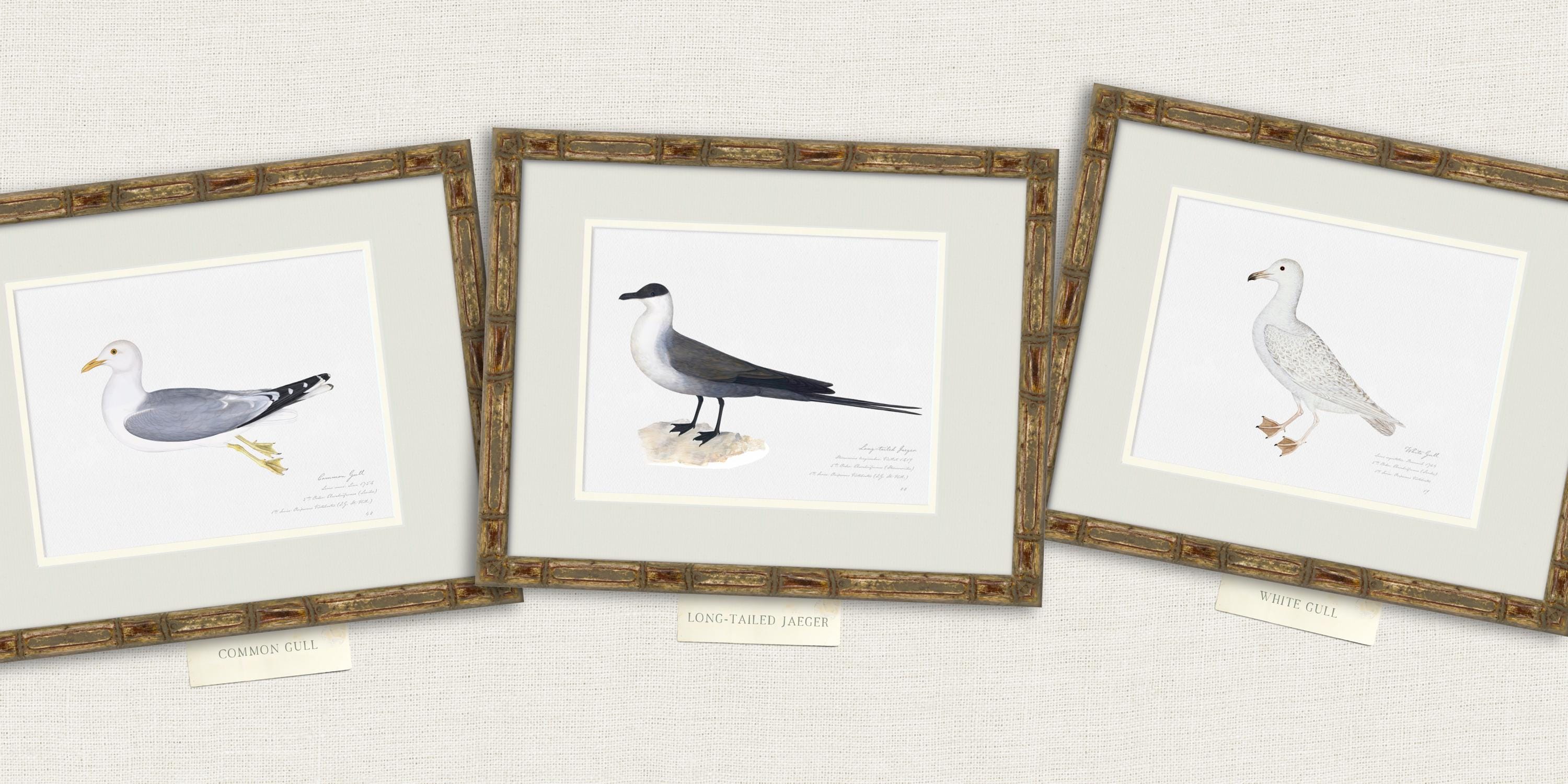 Vintage Sea Bird Prints, Coastal Art, Beach House Decor, Sea Gull Art ...