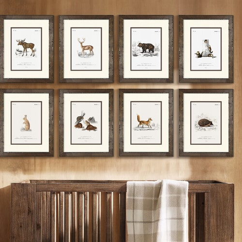 Framed Vintage Woodland Animal Art Prints perfect for Boy's Nursery, Rustic Wood Frames, Woodland Boy’s Room
