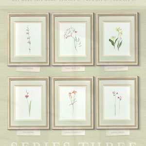 a set of six framed flower prints on a wall