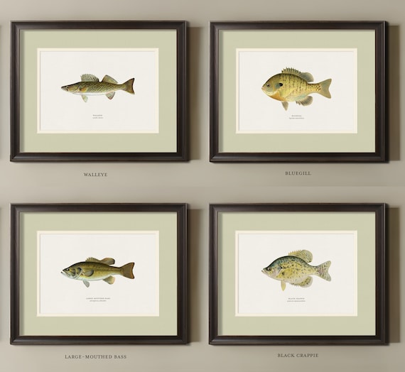 Hunt Club Freshwater Fish Wall Art, Vintage Fishing Art Prints