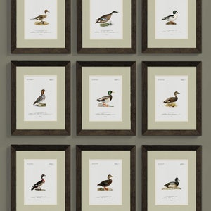 Vintage Duck Illustrations - Rustic Wall Art for Lake House - Choose from 9 Ducks - Gift for Hunter