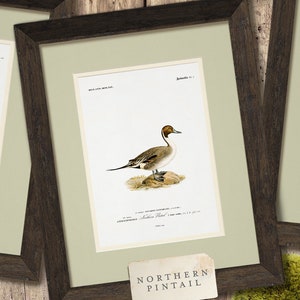 a couple of framed pictures sitting on top of a wooden wall