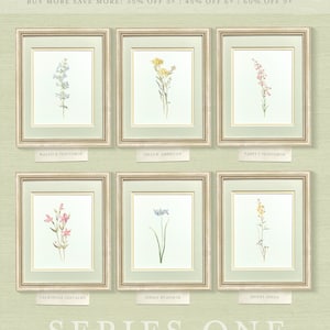 a set of six framed pictures of wildflowers