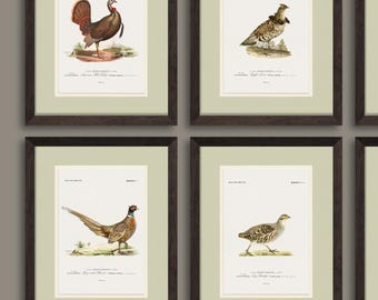 Pode incluir: Quatro impressões emolduradas de diferentes espécies de aves. As impressões são de estilo vintage com ilustrações detalhadas de um peru selvagem, um tetrao-negro, um faisão e uma perdiz cinzenta.