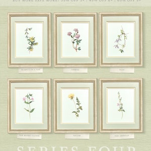 a set of six framed pictures of wildflowers