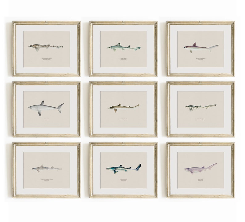 Pu&ograve; includere: Nove illustrazioni incorniciate di diversi tipi di squali, ciascuna con uno sfondo beige e un bordo bianco. Le illustrazioni sono realizzate in stile acquerello e presentano diverse specie di squali, tra cui lo squalo martello, lo squalo toro e lo squalo tigre.