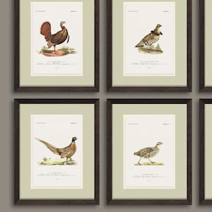 Unframed Art Prints Vintage American Game Bird Illustrations, Rustic Bird Art for Lake House Cabin, Gift for Hunter Boys - Choose from 9