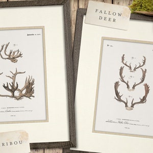 Vintage Framed Deer Antler Art Prints for Hunters, Rustic Hunting Deer Art Print for Cabin Decor, Office Rustic Decor Deer Hunting Art
