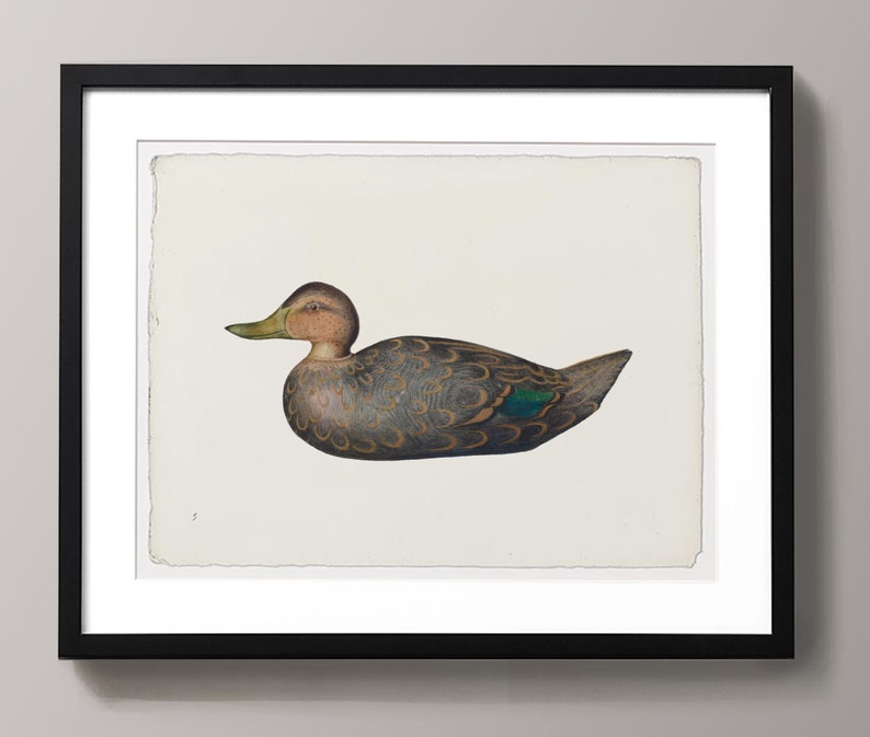 May include: A framed illustration of a brown and green duck with a white background.