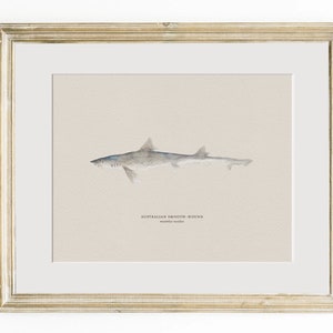 Pu&ograve; includere: Un'illustrazione ad acquerello di uno squalo australiano a pelle liscia, un tipo di pesce, con il testo "Australian Smooth-hound" e "Mustelus mustelus" sotto l'immagine.
