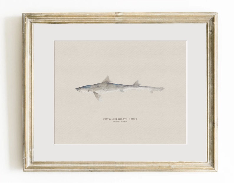 Pu&ograve; includere: Un'illustrazione ad acquerello di uno squalo australiano a pelle liscia, un tipo di pesce, con il testo "Australian Smooth-hound" e "Mustelus mustelus" sotto l'immagine.
