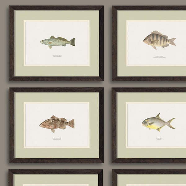 Framed Vintage Saltwater Fish in Rustic Real Wood Frames, Perfect Gift for a Hunter, Fisherman, or Little Boy's Room or Nursery
