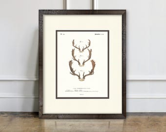 May include: A framed vintage-style print featuring three sets of brown deer antlers arranged vertically. The artwork is set against a cream background with black text labels and numbers, enclosed in a dark brown wooden frame with a white mat border.
