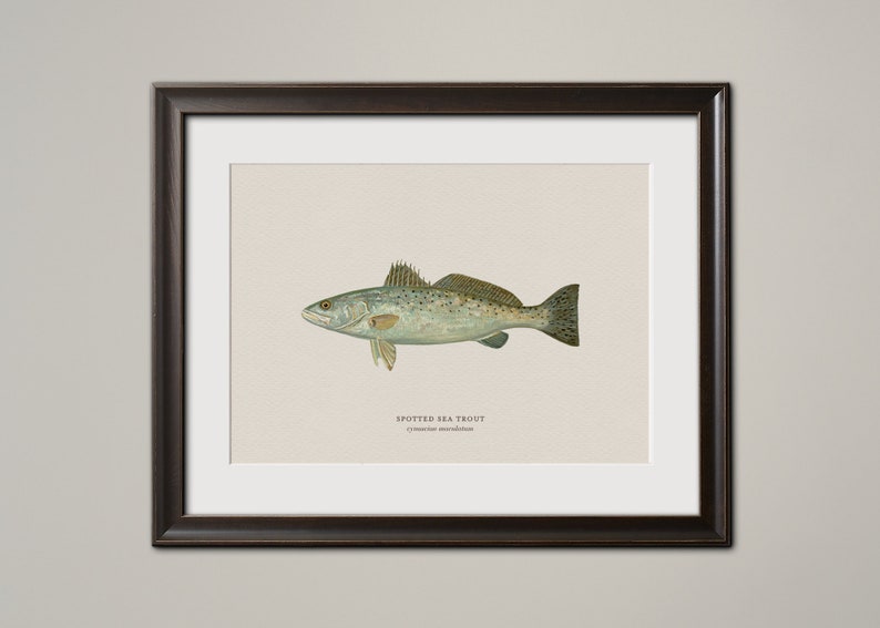 Vintage Animal Saltwater Fish Wall Art, Vintage Finish Sea Bass Snapper Grouper Nautical Underwater Beach House Decoration Fisherman Gift Speckled Trout (or Spotted Sea Trout)