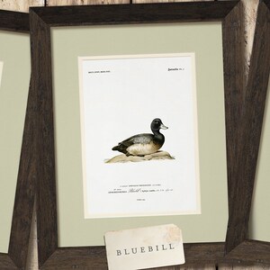 a couple of framed pictures of birds hanging on a wall