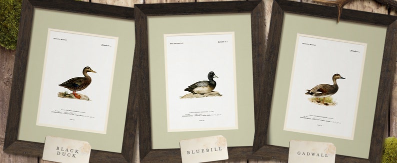a couple of framed pictures of birds hanging on a wall
