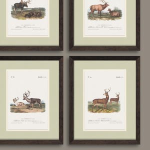 Gerahmte Vintage amerikanische Großwildillustrationen in rustikalen realen Holzrahmen, rustikale Tierkunst für Seehaus-Hütte, Geschenk für Jäger-Jungen Raum