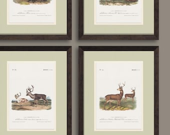 Framed Vintage American Big Game Illustrations in Rustic Real Wood Frames, Rustic Animal Art for Lake House Cabin, Gift for Hunter Boys Room