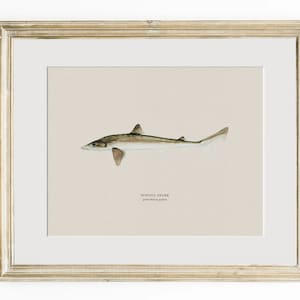 Pu&ograve; includere: Un'illustrazione ad acquerello di uno squalo di scuola, noto anche come 'Galeorhinus galeus', in una cornice marrone chiaro. Lo squalo &egrave; raffigurato in un colore marrone chiaro con segni marroni pi&ugrave; scuri. L'illustrazione &egrave; su uno sfondo beige chiaro con il testo 'SCHOOL SHARK' e 'Galeorhinus galeus' scritto sotto lo squalo.