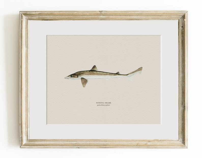 Pu&ograve; includere: Un'illustrazione ad acquerello di uno squalo di scuola, noto anche come 'Galeorhinus galeus', in una cornice marrone chiaro. Lo squalo &egrave; raffigurato in un colore marrone chiaro con segni marroni pi&ugrave; scuri. L'illustrazione &egrave; su uno sfondo beige chiaro con il testo 'SCHOOL SHARK' e 'Galeorhinus galeus' scritto sotto lo squalo.