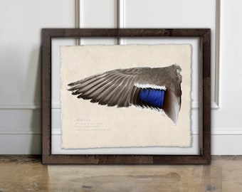 May include: A framed art print featuring a detailed illustration of a bird wing with brown, white, and iridescent blue feathers. The artwork is set on textured, off-white paper with deckled edges, enclosed in a dark brown wooden frame.