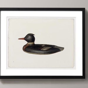 May include: A framed illustration of a black and white duck with a red beak and a white stripe on its head. The duck is depicted in a side profile, with its head turned slightly to the right. The illustration is set against a white background.