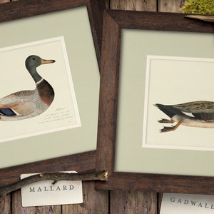 Mallard Duck Art Print Set of 9 Ducks Wall Art Ducks Painting Ducks Gift Vintage Duck Illustrations Duck Poster