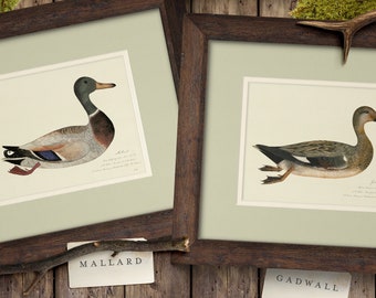 Mallard Duck Art Print set van 9 eenden kunst aan de muur eenden schilderij eenden cadeau vintage eend illustraties eend poster