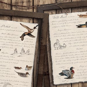 Vintage Field Guide Duck Art Prints - Game Bird Art for Office Man Cave Lake House or Cabin - Rustic Hunting Decor