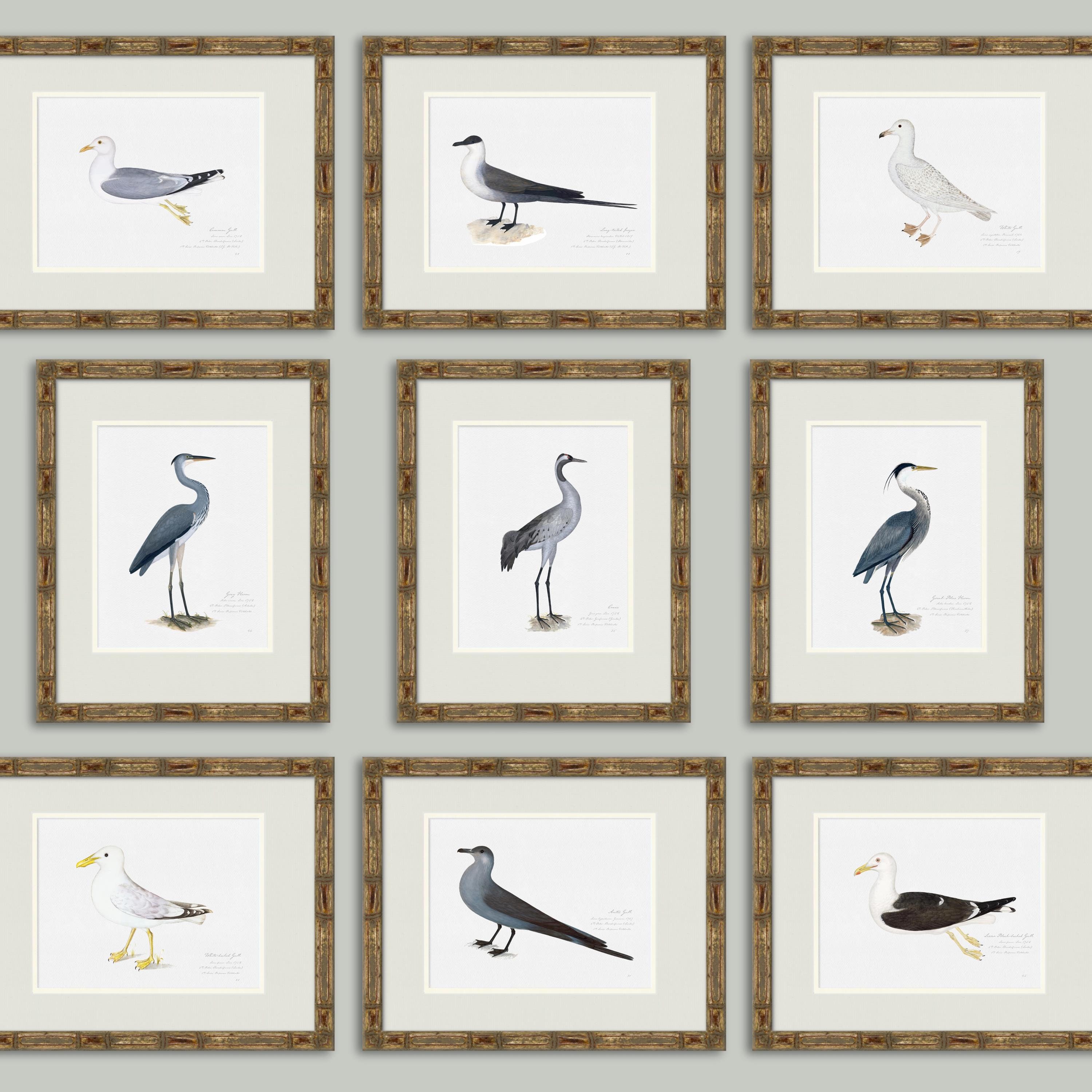 Vintage Sea Bird Prints, Coastal Art, Beach House Decor, Sea Gull Art ...
