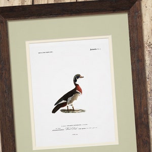 a picture of a bird is hanging on a wall