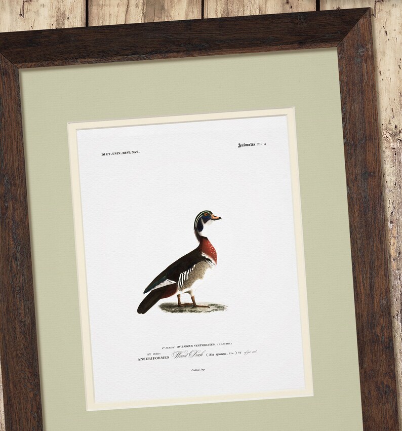 a picture of a bird is hanging on a wall