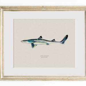 Pu&ograve; includere: Un'illustrazione ad acquerello incorniciata di uno squalo spinoso, un tipo di squalo, con segni blu, grigi e bianchi. L'illustrazione &egrave; su uno sfondo beige con il testo "Spiny Dogfish, Squalus acanthias" sotto l'immagine.