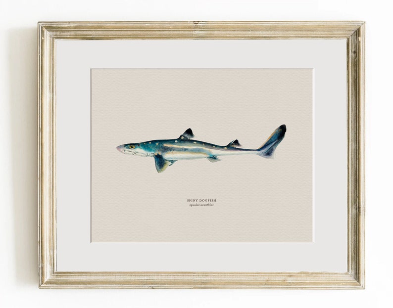 Pu&ograve; includere: Un'illustrazione ad acquerello incorniciata di uno squalo spinoso, un tipo di squalo, con segni blu, grigi e bianchi. L'illustrazione &egrave; su uno sfondo beige con il testo "Spiny Dogfish, Squalus acanthias" sotto l'immagine.