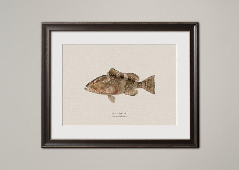 Vintage Animal Saltwater Fish Wall Art, Vintage Finish Sea Bass Snapper Grouper Nautical Underwater Beach House Decoration Fisherman Gift Red Grouper