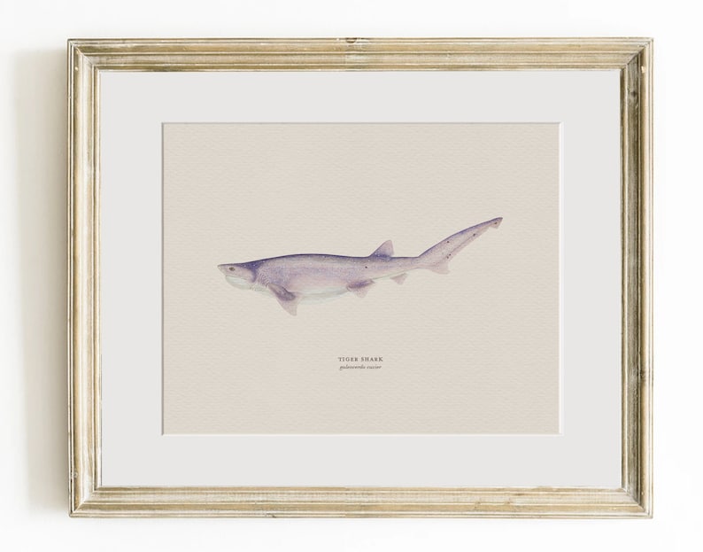 Pu&ograve; includere: Un'illustrazione ad acquerello incorniciata di uno squalo tigre, con il nome scientifico "Galeocerdo cuvier" scritto sotto l'immagine.